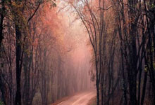 开云官网-玫瑰风暴！女足赛场惊天冲突背后的荣耀与伤痛